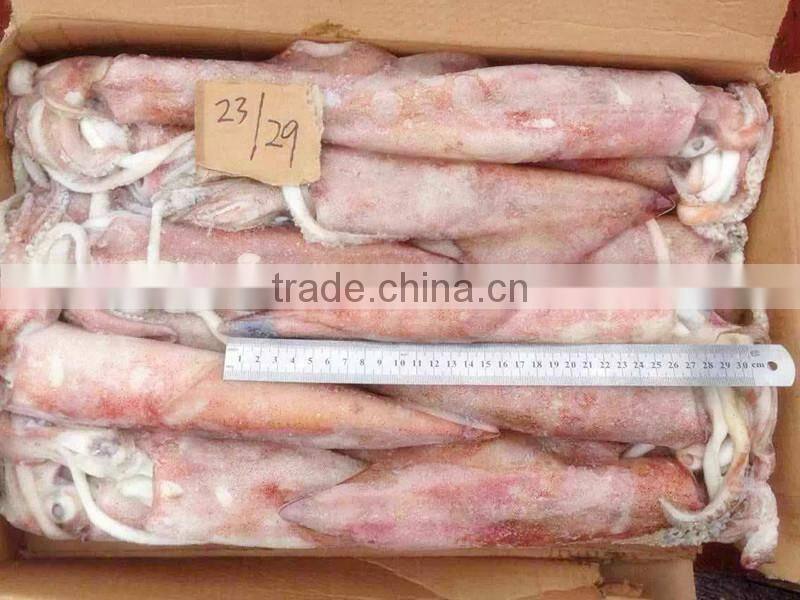 Frozen whole round red squid