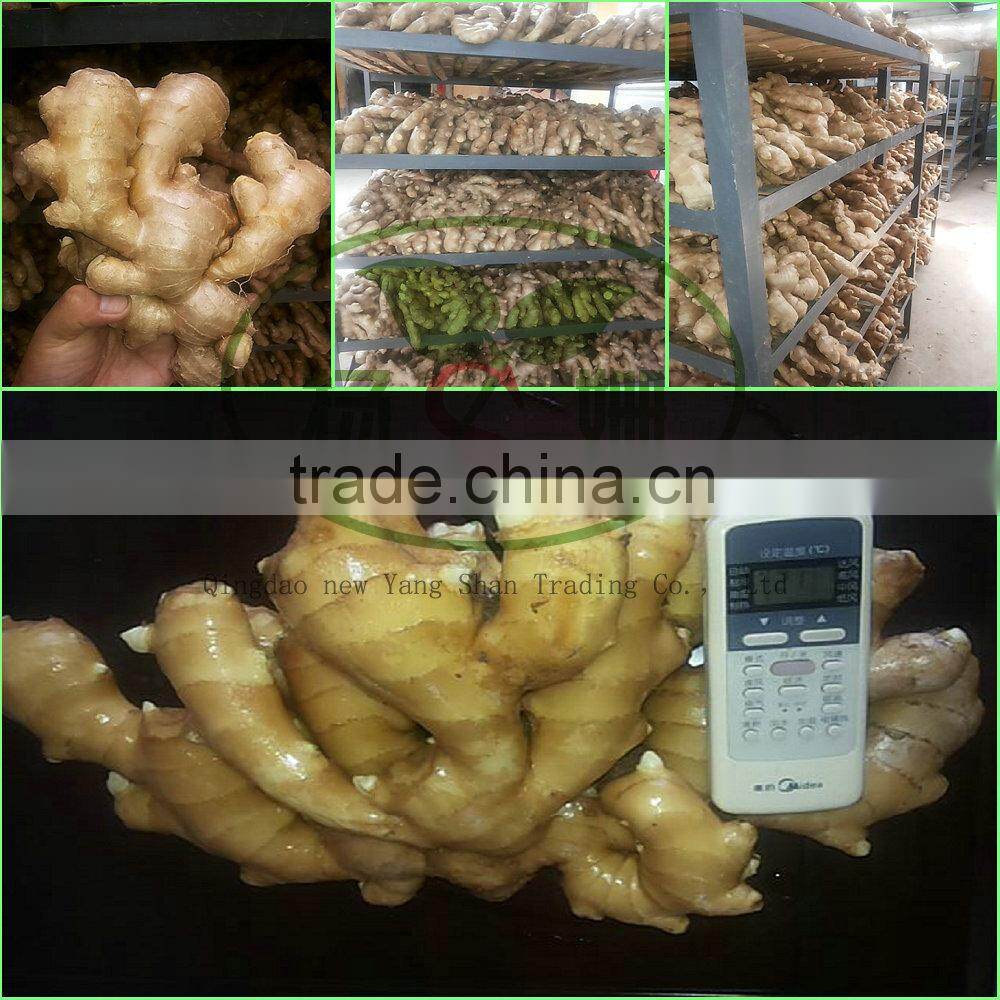 Fresh Ginger for china/air dry ginger