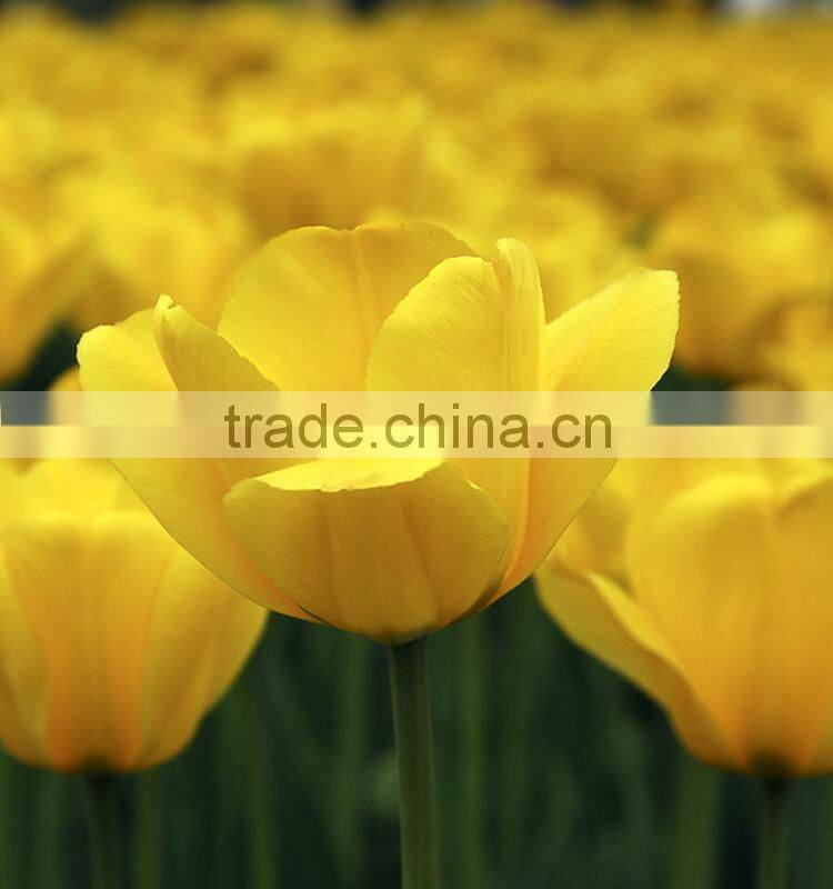 Quality hot-sale decoration tulips