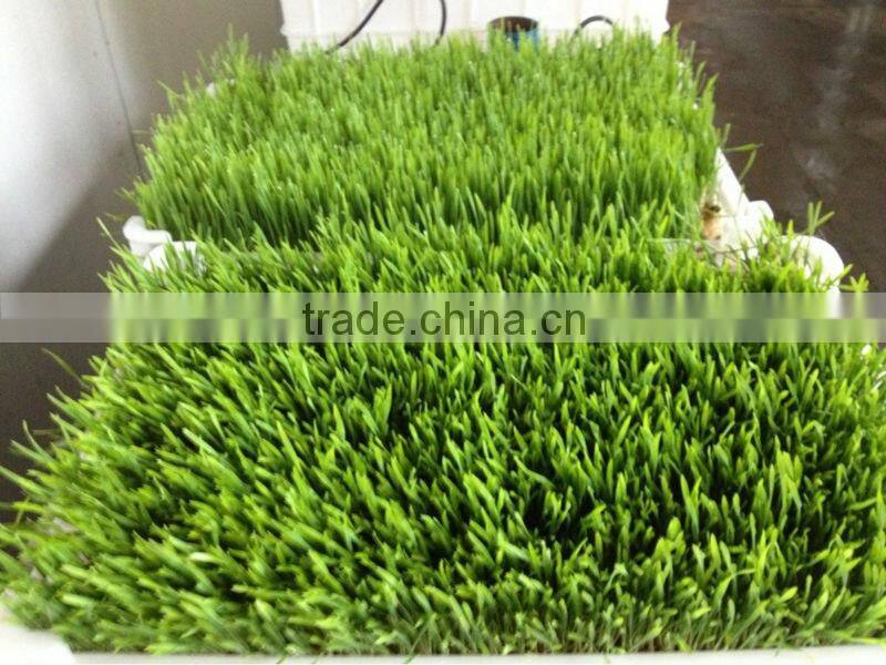 WHIR Saudi Arabia with SASO certificate hydroponic hydroponics cultivation for growing fodder grass,barley,wheat