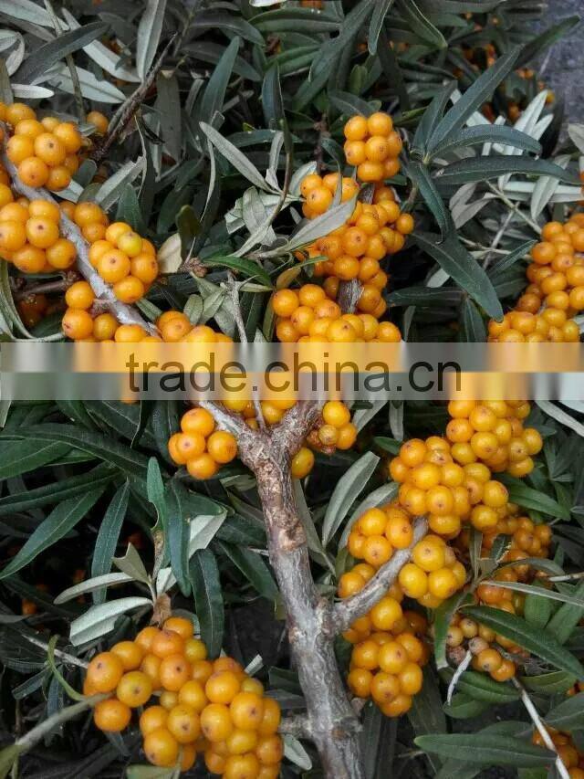 Herbal CO2 Supercritical Extract Seabuckthorn Oil Extract