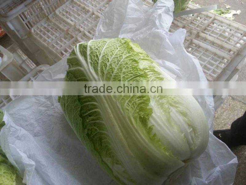 fresh new crop chinese cabbage