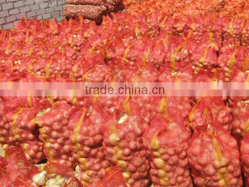 onion ( Red - Yellow - White - spring onion )