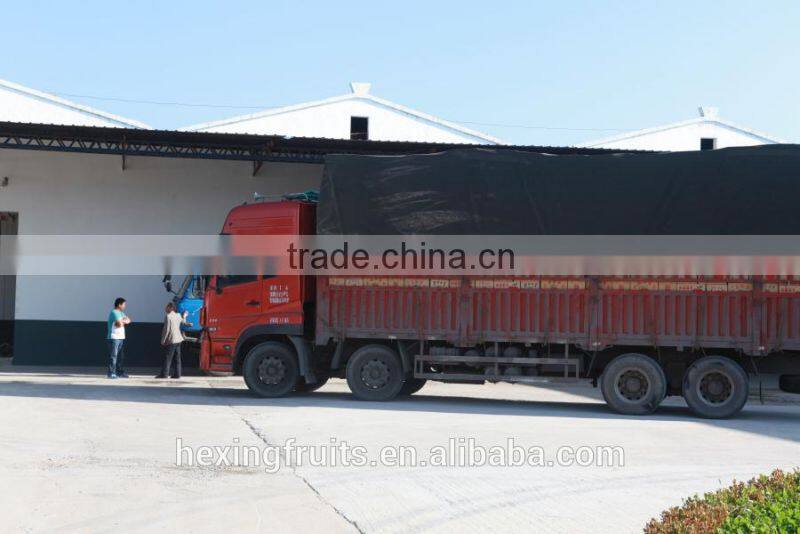 Fresh Red Shanxi Qinguan Apples Import From China