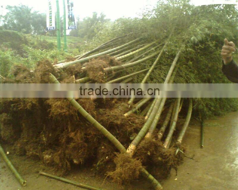 Phyllostachys heterocycla (Carr.) Mitford cv. Pubescens & bamboo