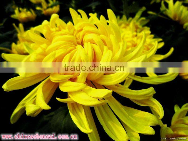 Chrysanthemum