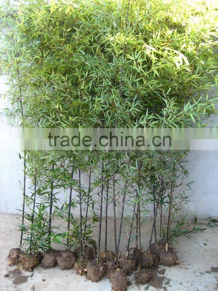 bamboo seedling