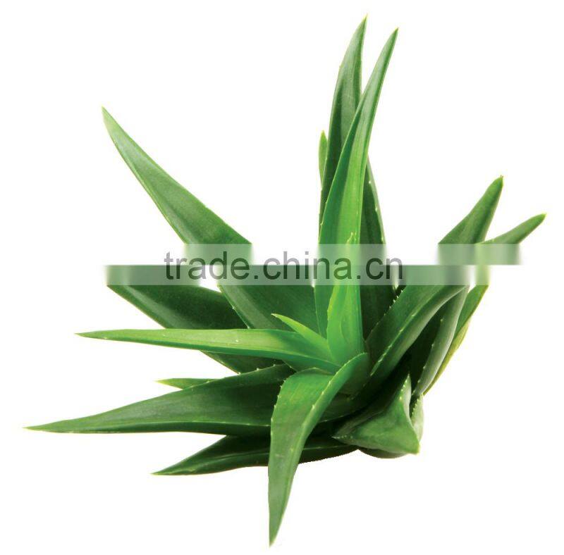 Popular health Food Aloe Vera can food