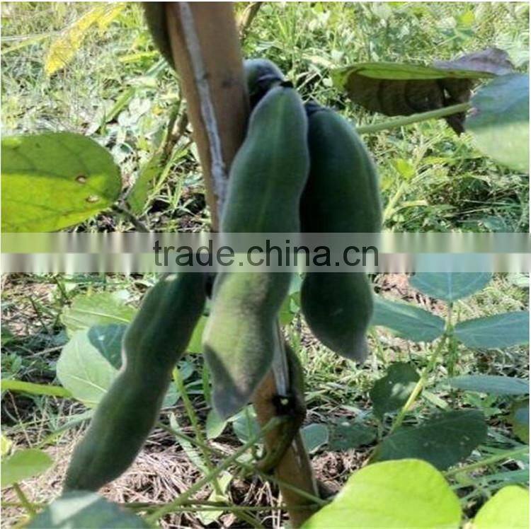Velvet Bean Seeds Extract L-dopa for health care product