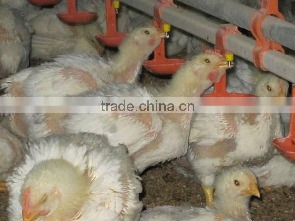 Automatic nipple drinking equipment for poultry shed