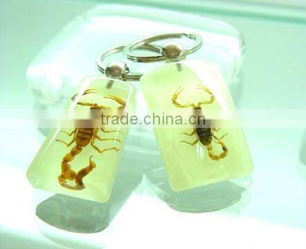 Lively real insect resin-Hotsale