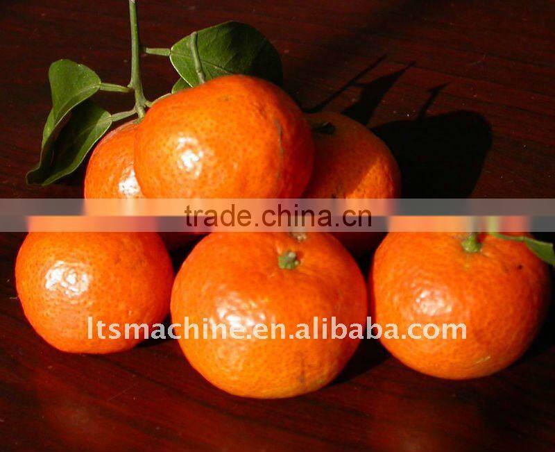 Electronic fruit sorting machine