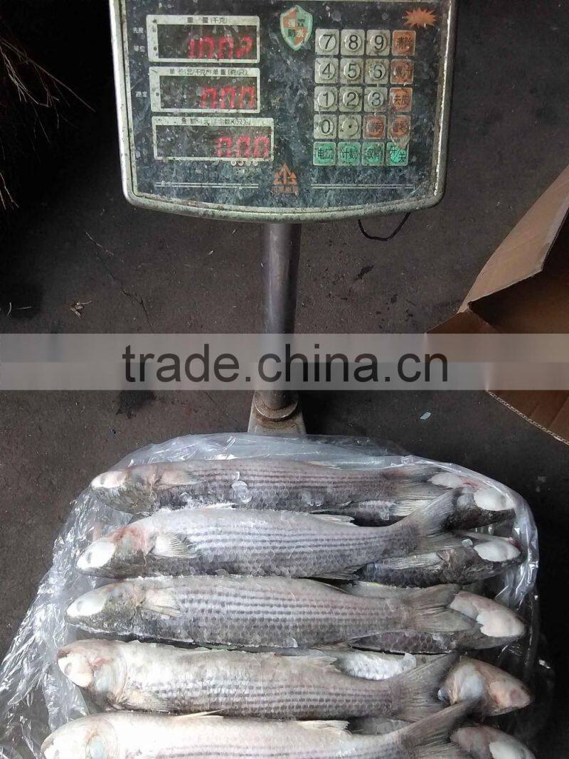 frozen food grey mullet frozen seafood