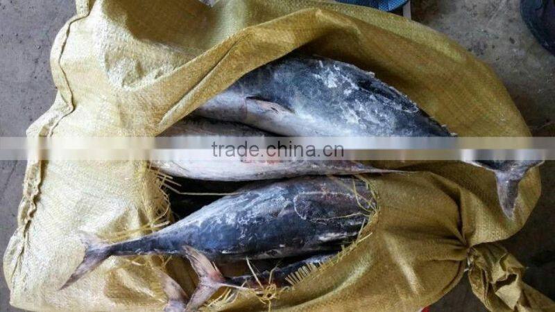 Frozen bonito tuna fish whole round