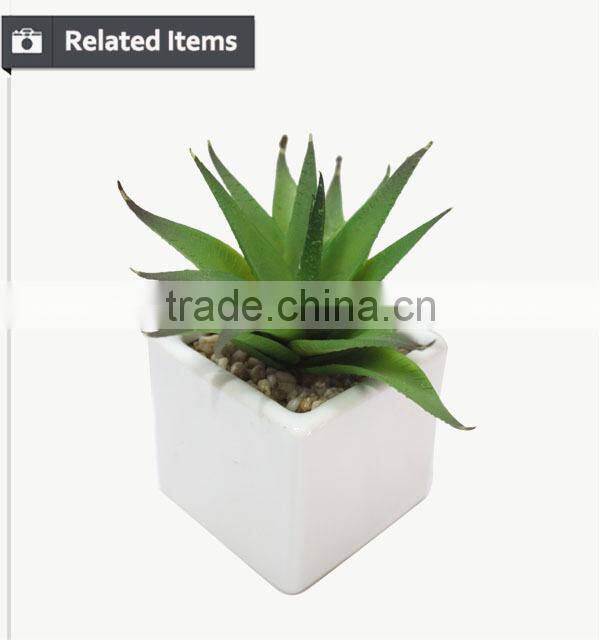 Hot sale miniascape of aloe vera mini plant for office supply