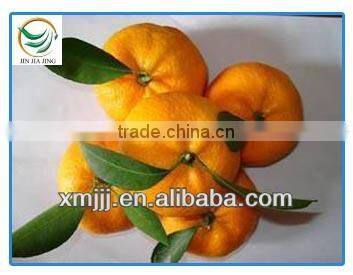 Chinese Mandarin Orange