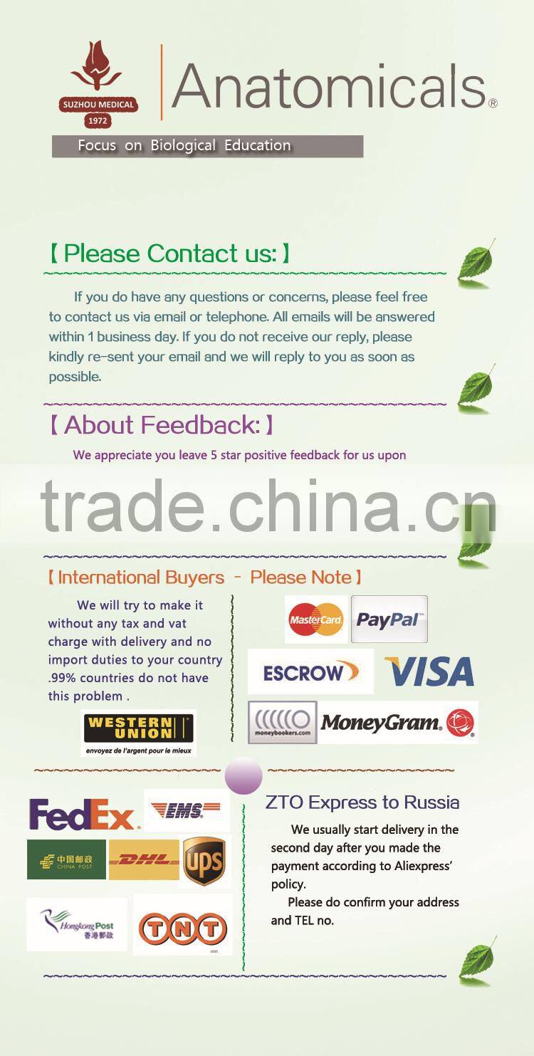 50pieces set primary school study zoology and botany mixed biology slides