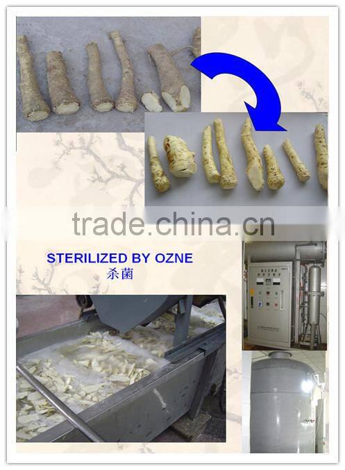 New crops white dried horseradish powder