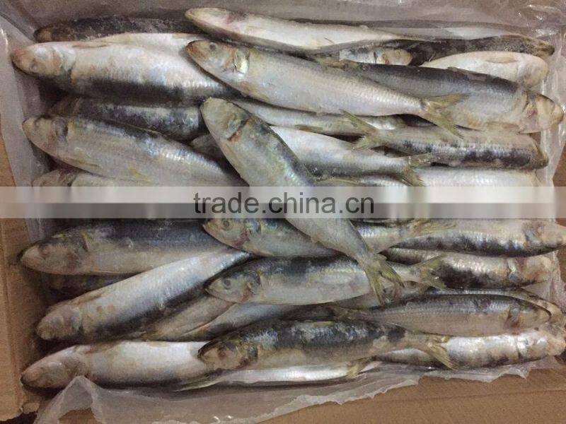 Fishing nets pacific sardines bait on sale