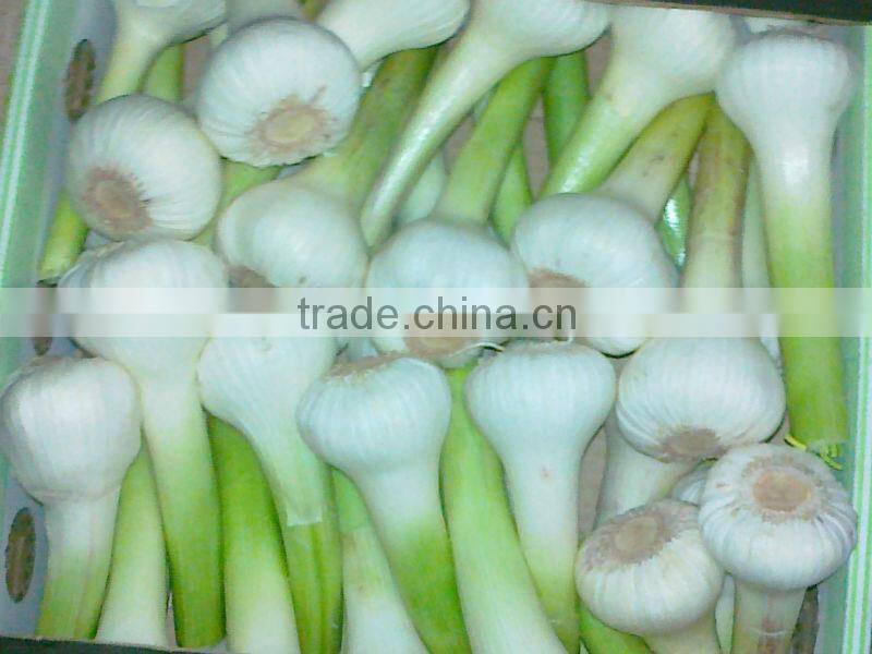 RED AND WHITE GARLIC NEW SEASON