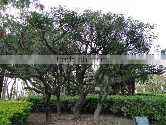 Erythrina crista-galli