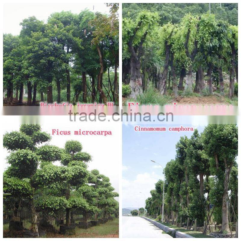 for outdoor landscaping ornamental bonsai plants
