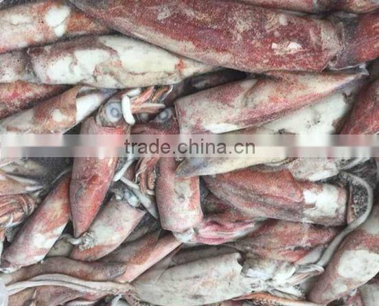 Frozen Loligo Chinensis/Frozen Squid