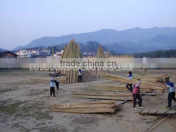 Tonkin bamboo canes LOW PRICE