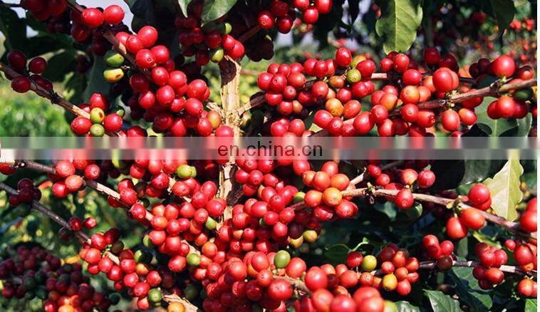 big sale Cocoa Beans Peeling Machine/Cocoa Beans Peeler/Coffee Bean Peeling Machine for sale