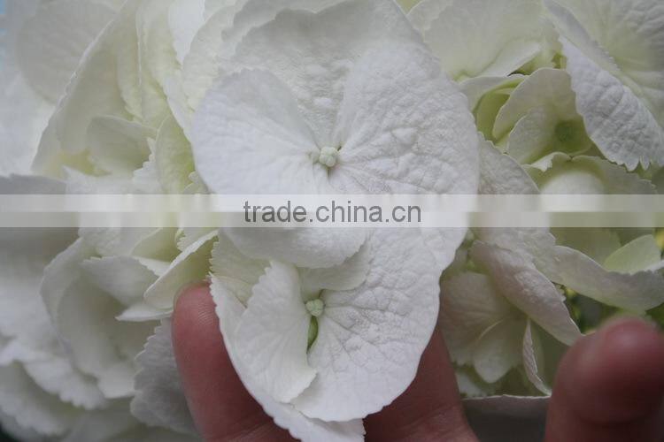 Wide varieties best selling fresh hydrangea flower