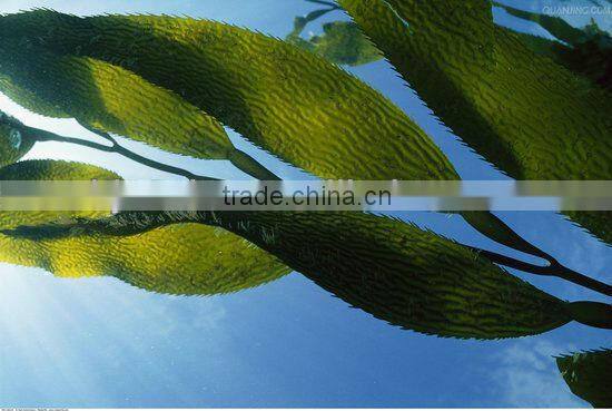Natural GMP Seaweed Extract Kelp Extract Flakes with Natural Growth Hormones