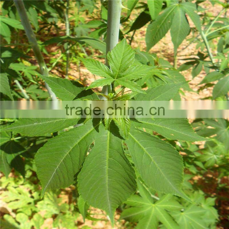 High quality Natural Flavor Sweet Green Tea