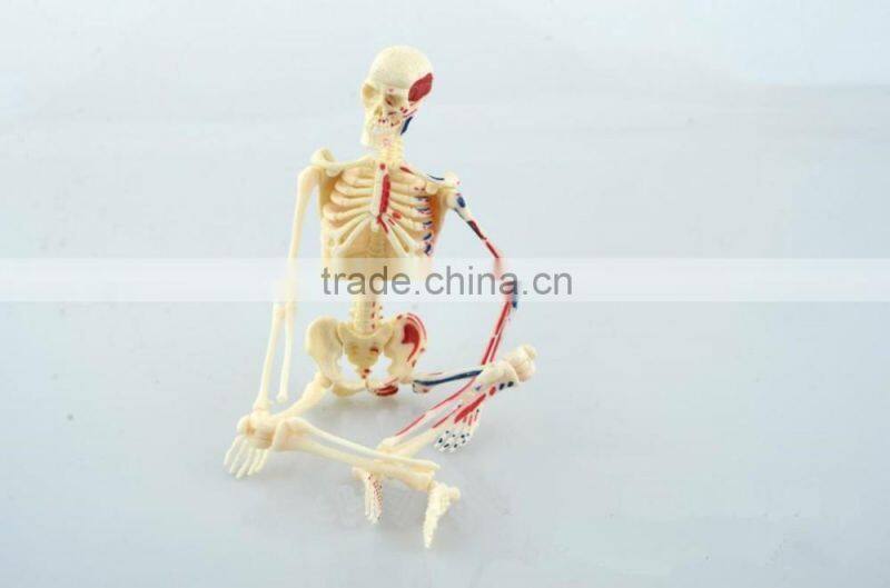 V-HM01 4D MASTER Artificial Human bone structure model