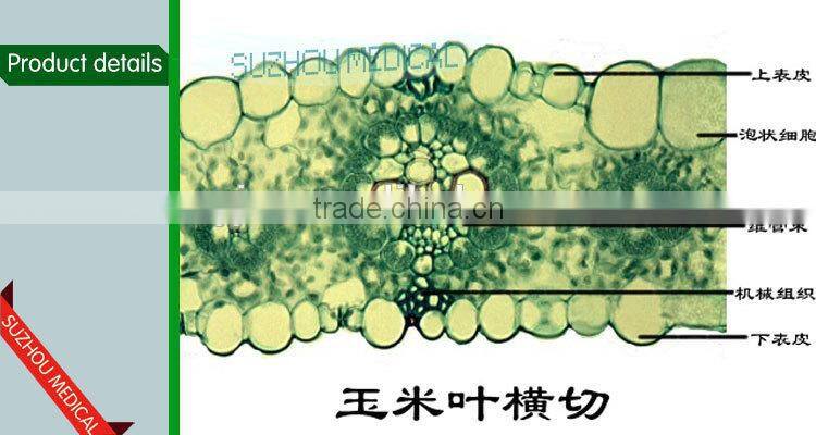 Zea stem TS Corn stem prepared slides