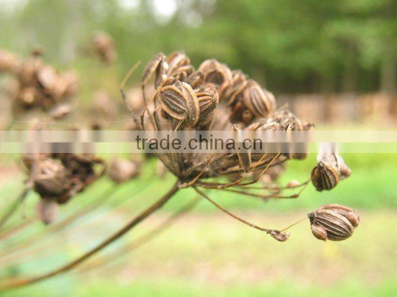 Dill Seed Oil From India | 100% Natural Dill Seed Oil From BORG EXPORT