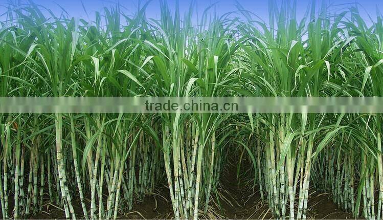 Manual Pressed Fluid Machine Sugar Cane Squeezer /Citrus Juicer