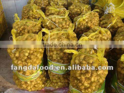 export china fresh ginger whole hot sale