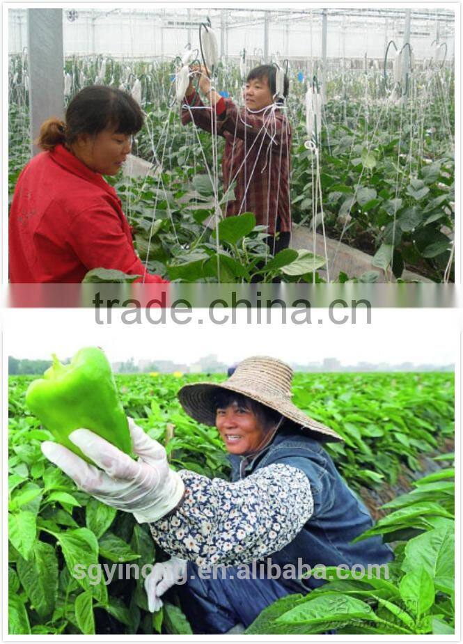 Hybrid Yellow pepper seeds