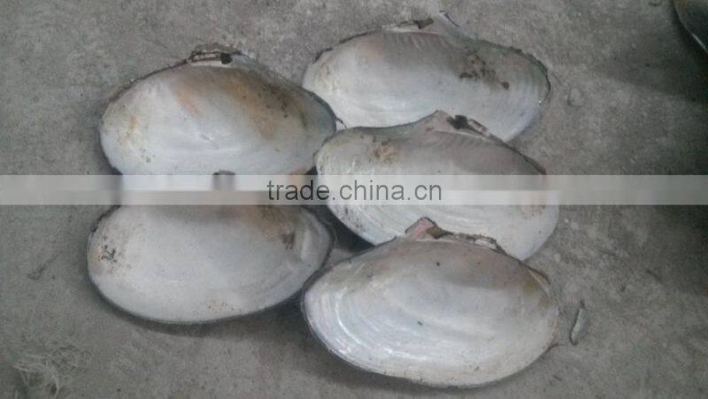 Wholesale chinese polished raw river shell