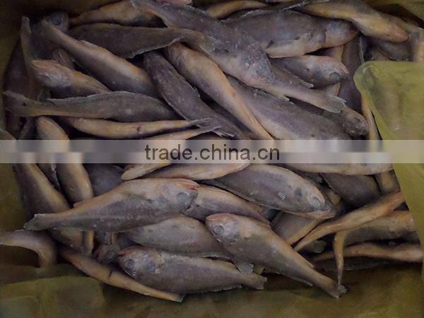frozen wild yellow croaker IQF50-70g ,bulk in carton
