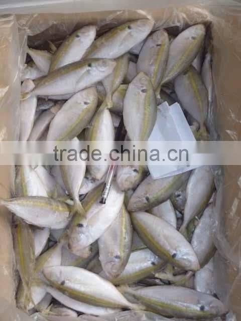 BQF seafood fresh horse mackeral