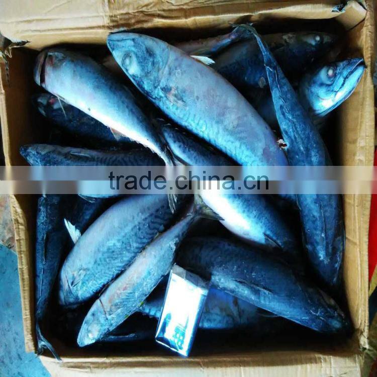 Frozen mackerel japan scomber japonicus frozen pacific mackerel whole round wholesale