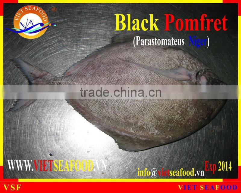 FROZEN BLACK POMFRET WHOLE ROUND