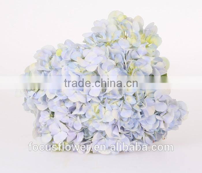 Best Price Fresh Cut Processing Type Natural Hydrangea Wholesale From Yunnan ,China