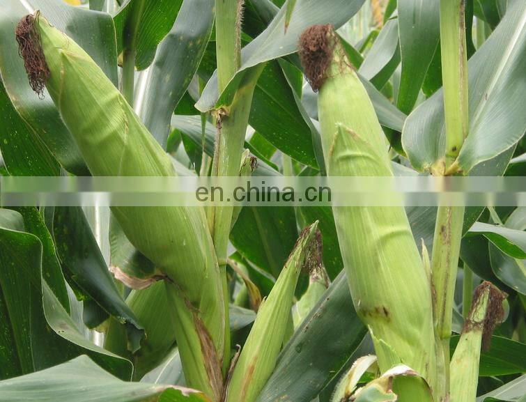 NEW TYPE COMMERCIAL sweet corn peeling machines/corn husk peeling machine