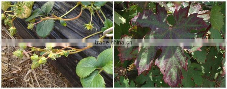 Huminrich Promote Metabolism And Cell Division Amino Acid Granules Form