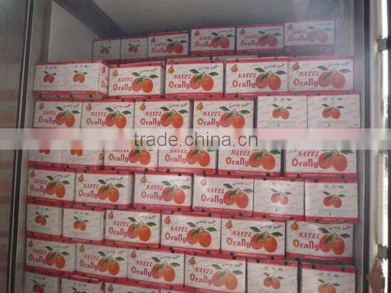 Fresh Gannan Navel Orange, best quality China Navel Orange