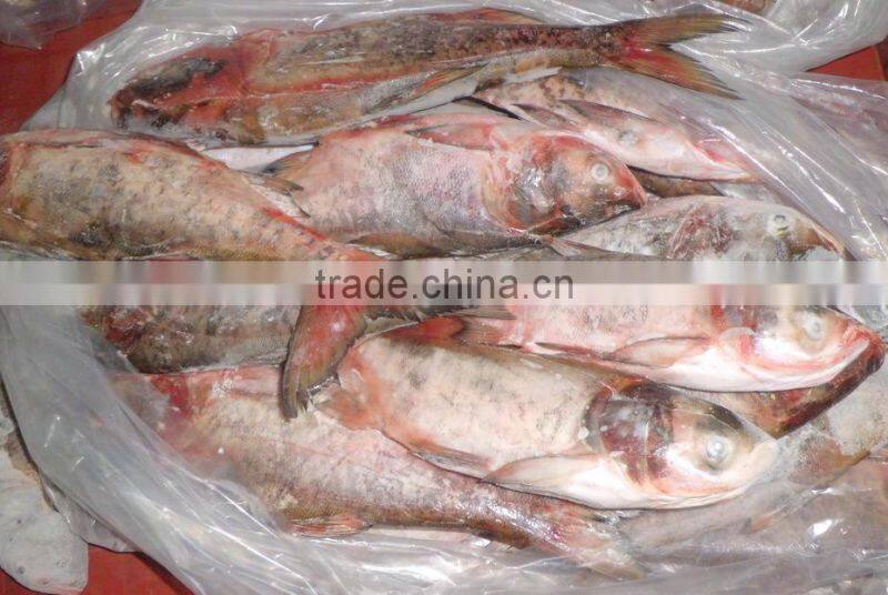 New Arrival Frozen Silver Carp 500-1000g
