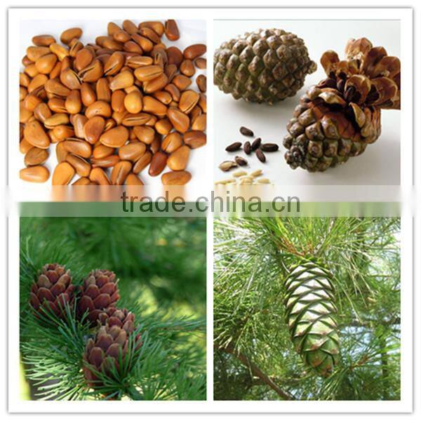 pure pine nut oil physical cold pressed nutritional oil