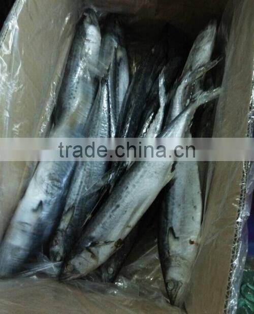 Frozen Spotted Spainsh Mackerel